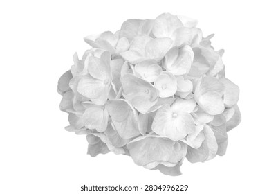 Cloud dancer white hydrangea flowers isolated on white background.Closeup.Nature.Hydrangeas isolate plant pattern.Hydrangea flower is in bloom. white hydrangea paniculata bunch of flowers bg white