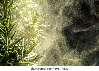Cloud dust of tree