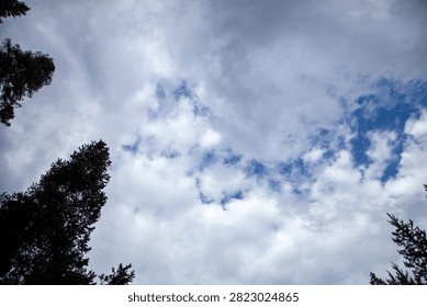 Cloud Filled Sky Framed By Tall Evergreen Tree Silhouettes