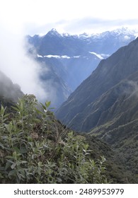 The cloud forest in the Andes mountains