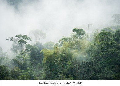 Cloud Forest In Maquepucuna, Ecuador