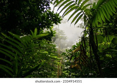 Cloud forest in Monteverde - Costa Rica - fauna and flora