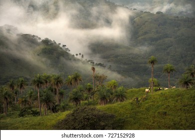 Cloud Forest In Monteverde Costa Rica