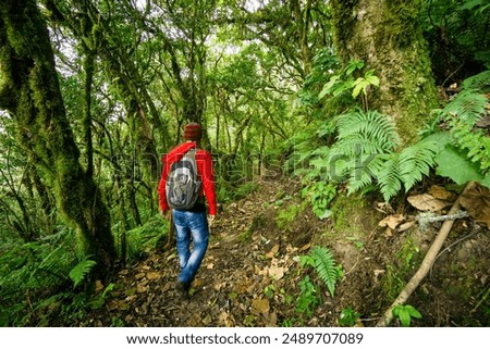 cloud forest on the slopes of the Toliman volcano, Lake Atitlan, Guatemala, Central America