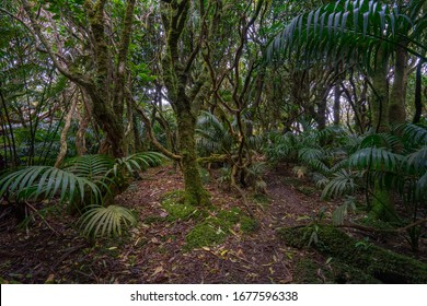 Cloud Forest On The Summit Of Mount Gower, Lord Howe Island, NSW, Australia