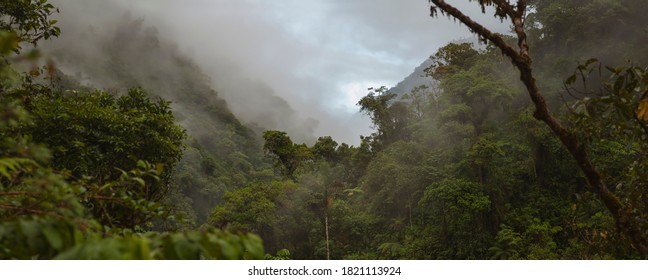 Cloud Forest in Peru, panoramic view of the tropical jungle on the northeast slope of the Andean mountain range. - Shutterstock ID 1821113924