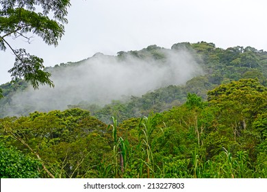 Cloud Forests In Bwindi Impenetrable National Park In Uganda