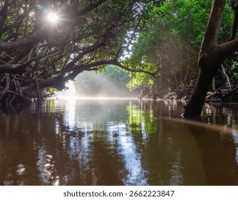 The Cloud Forests of Cameroon, often found in the highlands like Mount Cameroon and the Bakossi Mountains, are lush, mist-covered ecosystems teeming with rare orchids, birds, and primates.