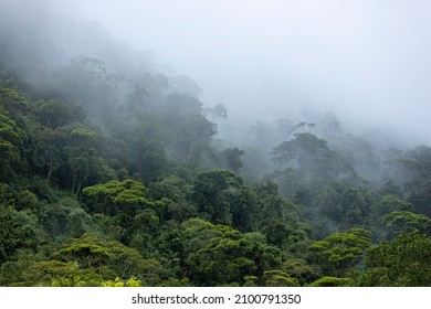 Cloud formation in Brazilian amazon rainforest during monsoon wet season with treetops sticking out of abundant woods on a mountain slope. Climate change and natural phenomenon concept. - Shutterstock ID 2100791350