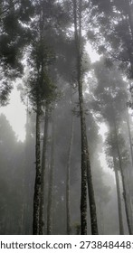 Cloud Forrest at Bunder Mountain
