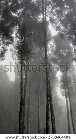 Cloud Forrest at Bunder Mountain
