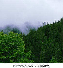 A cloud or mist gently blankets the evergreen trees in the Carpathian Mountains, creating a serene and mystical landscape - Shutterstock ID 2324098695
