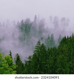 A cloud or mist gently blankets the evergreen trees in the Carpathian Mountains, creating a serene and mystical landscape - Shutterstock ID 2324104091