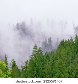 A cloud or mist gently blankets the evergreen trees in the Carpathian Mountains, creating a serene and mystical landscape - Shutterstock ID 2325591407
