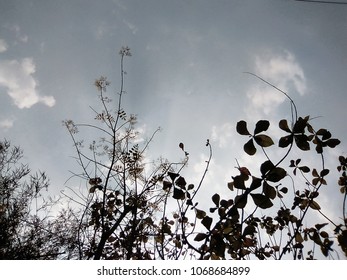cloud on the sky.trees leaf sky background.