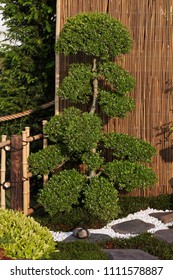 A Cloud Pruned Topiary Tree In A Japanese Garden