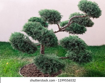 Cloud Pruned Topiary Tree.Bonsai Tree. Garden Design. Selective Focus.