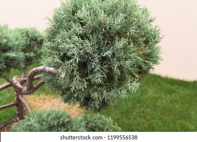 Cloud Pruned Topiary Tree.Bonsai Tree. Garden Design. Selective Focus.