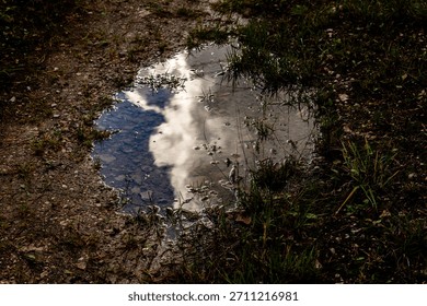 Cloud reflection in puddle on forest path. A calm puddle reflecting bright clouds after rain on a forest trail.