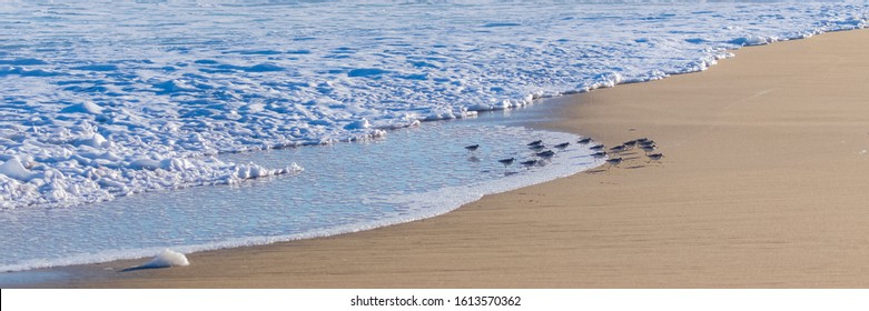 A cloud of sanderlings eating and running on the beach
 - Shutterstock ID 1613570362