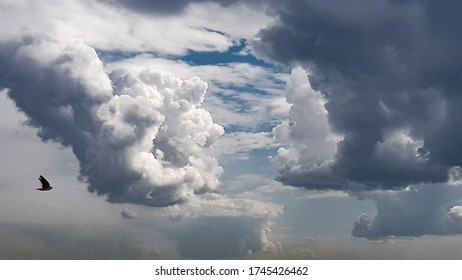 Cloud in the sky and the bird