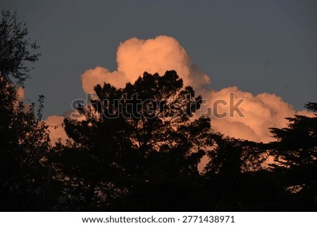 Cloud vector above tree in Argentina 