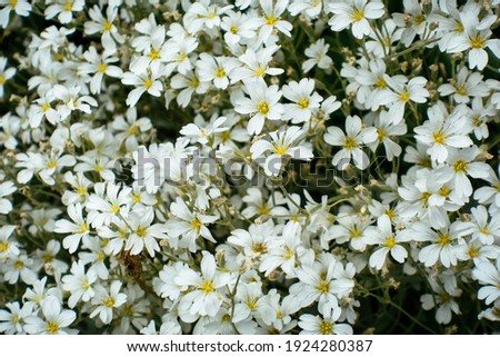 cloud of white flowers. postcard