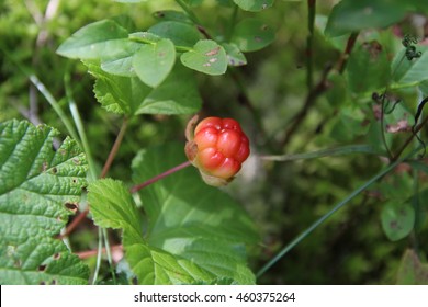 cloudberry