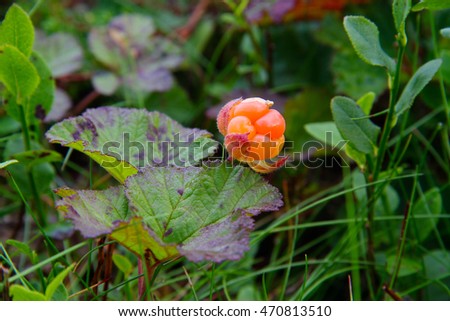 Cloudberry
