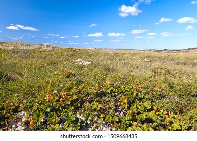 Cloudberry Berry In Natural Habitat In The Tundra On A Clear Sunny Day