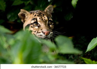 Clouded Leopard