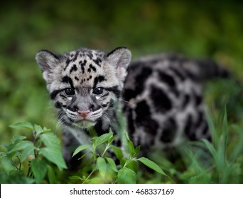 Clouded Leopard