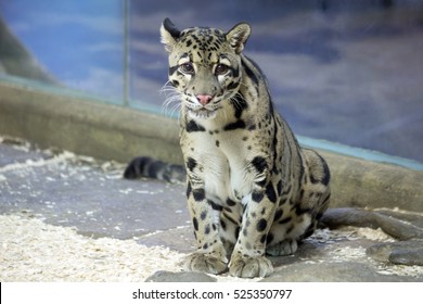 Clouded Leopard