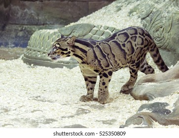 Clouded Leopard