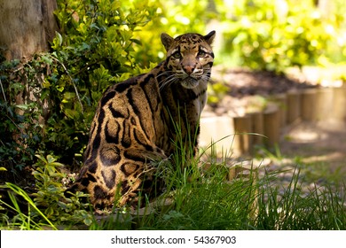 Clouded Leopard