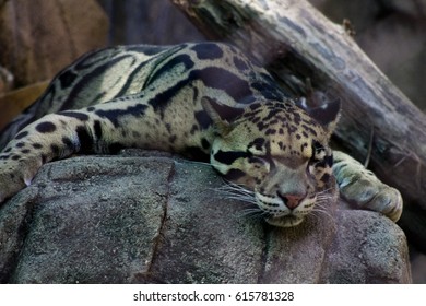 clouded leopard
