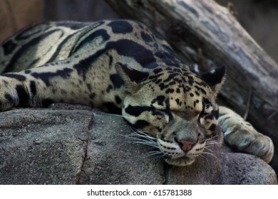 clouded leopard