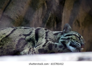 clouded leopard