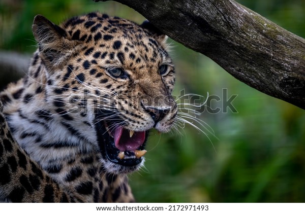 Clouded Leopard at the\
Cat Survival Trust