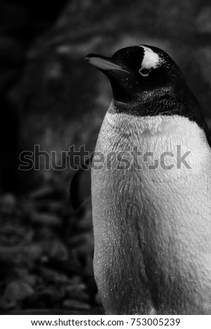 Similar – Image, Stock Photo pi-pa-penguin Zoo Animal