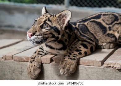 Clouded Leopard Cub