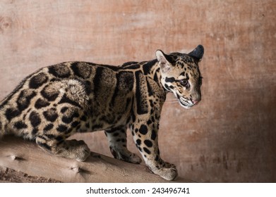 Clouded Leopard Cub