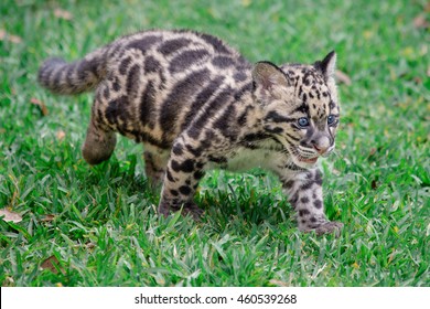 Clouded Leopard Cub