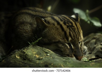 Clouded Leopard exhibit within the zoo.