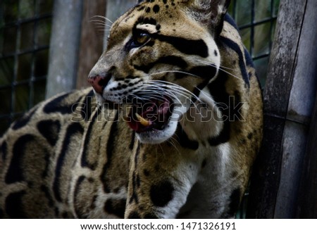 The clouded leopard; also know as the modern day sabertooth cat patiently made her way around her enclosure as she waited for lunch. Small, but powerful she is an intimidating and beautiful animal. 