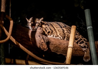 A clouded leopard lazily lounges during the day