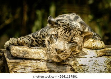 A clouded leopard naps on a large tree trunk in a tropical forest, showcasing its exotic fur pattern and peaceful wilderness. - Powered by Shutterstock - Get 15% off with code: PIKWIZARD15