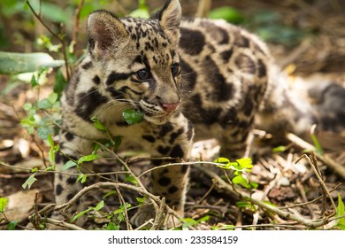 Clouded Leopard (Neofelis Nebulosa)