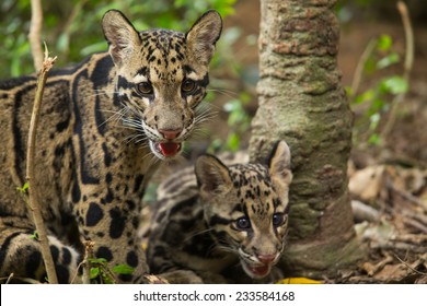 Clouded Leopard (Neofelis Nebulosa)