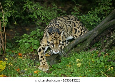 CLOUDED LEOPARD Neofelis Nebulosa, ADULT 